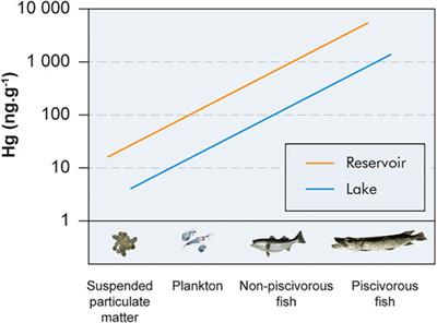 Mercury Export From Freshwater to Estuary: Carbocentric Science Elucidates the Fate of a Toxic Compound in Aquatic Boreal Environments